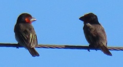 Lybius torquatus torquatus