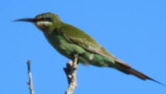 Merops persicus persicus