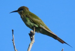 Merops persicus persicus