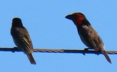 Lybius torquatus torquatus