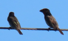 Lybius torquatus torquatus