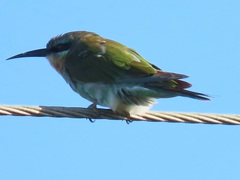 Merops persicus persicus