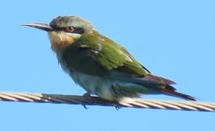 Merops persicus persicus