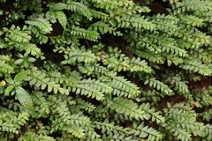 Polypodiodes niponica