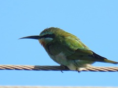 Merops persicus persicus