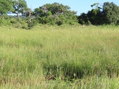 Hylambates maculatus