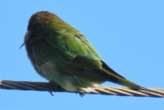 Merops persicus persicus