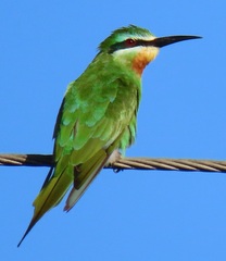 Merops persicus persicus