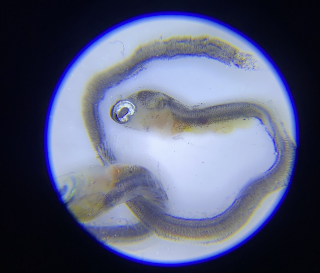 Photo of wolf-eel (Anarrhichthys ocellatus)