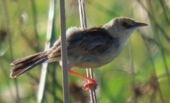 Cisticola galactotes