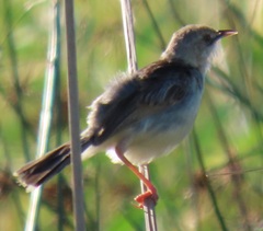 Cisticola galactotes