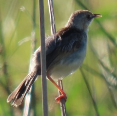 Cisticola galactotes