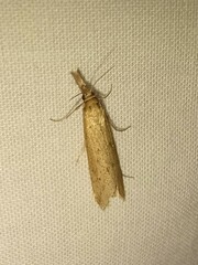 Donacaula melinellus