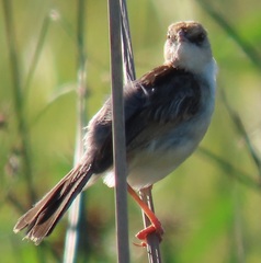 Cisticola galactotes
