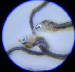 Anarrhichthys ocellatus