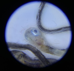 Anarrhichthys ocellatus