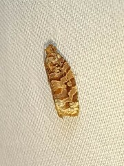 Argyrotaenia tabulana