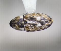Cosmobaris scolopacea
