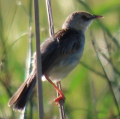 Cisticola galactotes