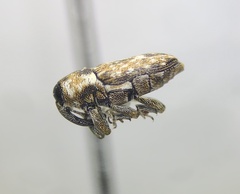 Cosmobaris scolopacea