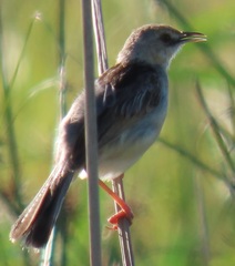 Cisticola galactotes