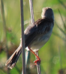 Cisticola galactotes