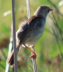 Cisticola galactotes
