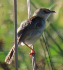 Cisticola galactotes