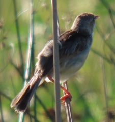 Cisticola galactotes