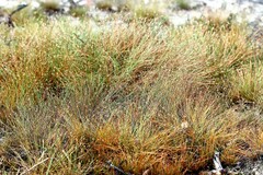 Fimbristylis polytrichoides