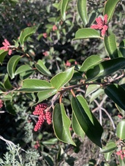 Rhus ovata