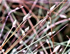 Fimbristylis polytrichoides