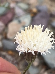 Chaenactis carphoclinia