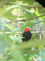 Ceratopipra mentalis