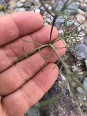 Chaenactis carphoclinia