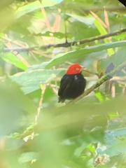 Ceratopipra mentalis