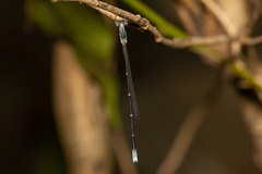 Labidiosticta vallisi