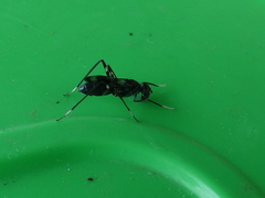 Taeniaptera trivittata