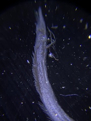 Anarrhichthys ocellatus