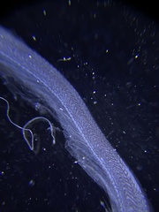 Anarrhichthys ocellatus