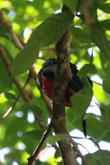 Trogon massena