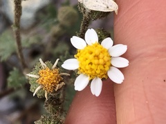 Perityle emoryi