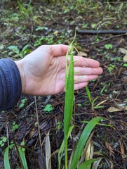 Anthoxanthum occidentale