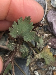 Perityle emoryi