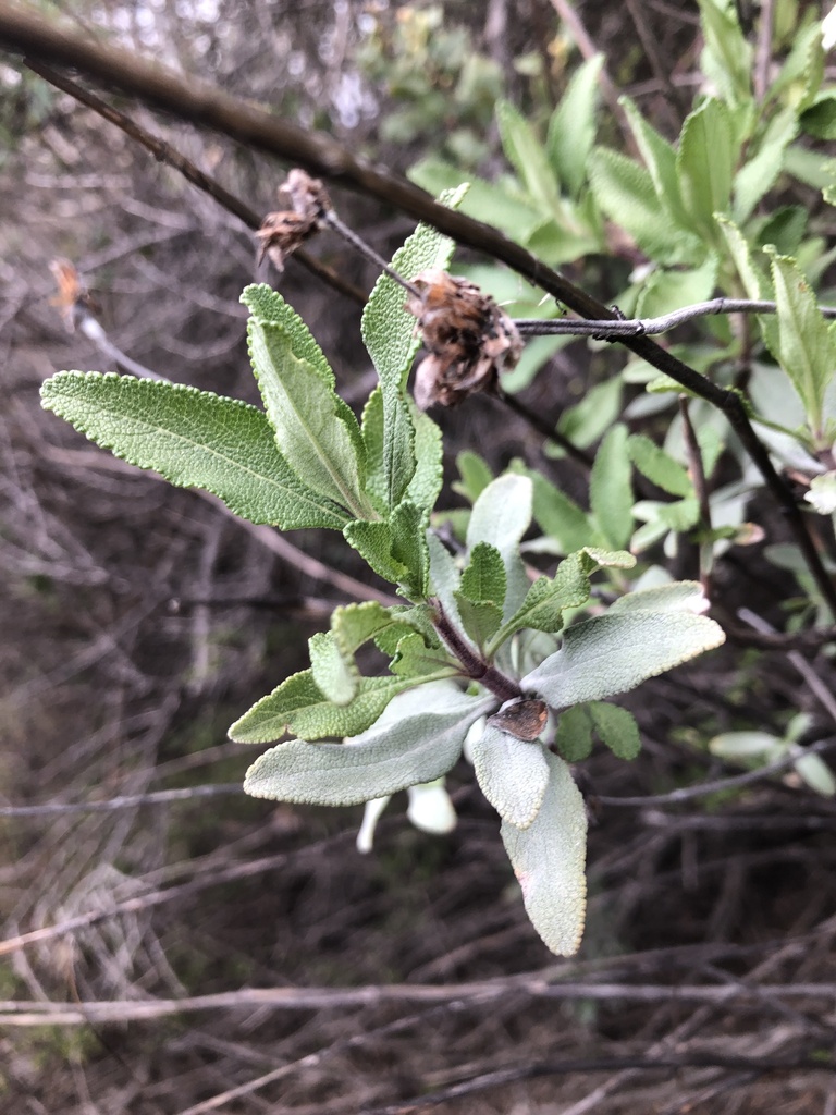 Salvia clevelandii × mellifera