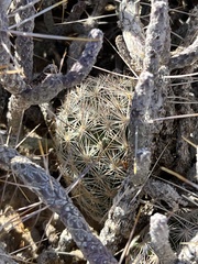 Escobaria chlorantha