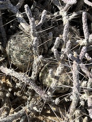 Escobaria chlorantha