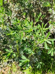 Lupinus albifrons