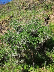Lupinus albifrons