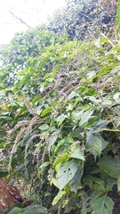 Eirmocephala brachiata